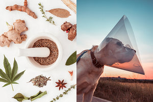Studies have shown that certain herbs can help treat cancer in dogs.