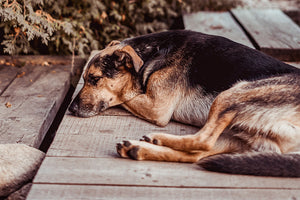 Hip dysplasia in german shepards is extremely common.