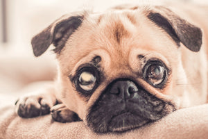 Glaucoma in dogs can lead to severe pain and blindness.