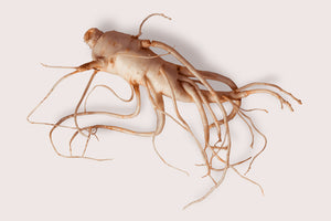 Some professionals use ginseng for dogs along with other herbs.